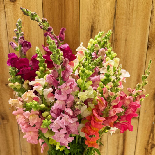 Snapdragon, Potomac Mix