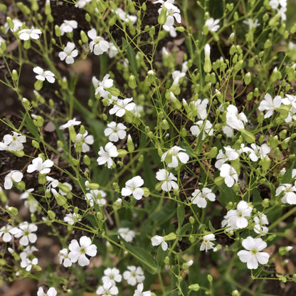 Soapwort-Beauty-white-600-72dpi-scaled-1.jpeg