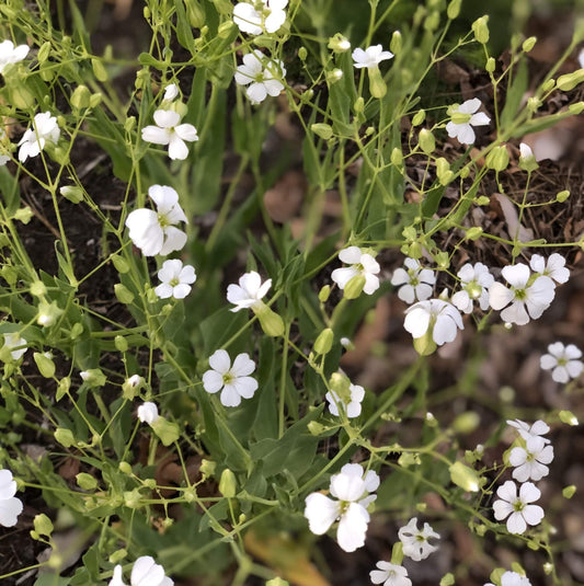 Soapwort-Beauty-white2-600-72dpi-scaled-1.jpeg