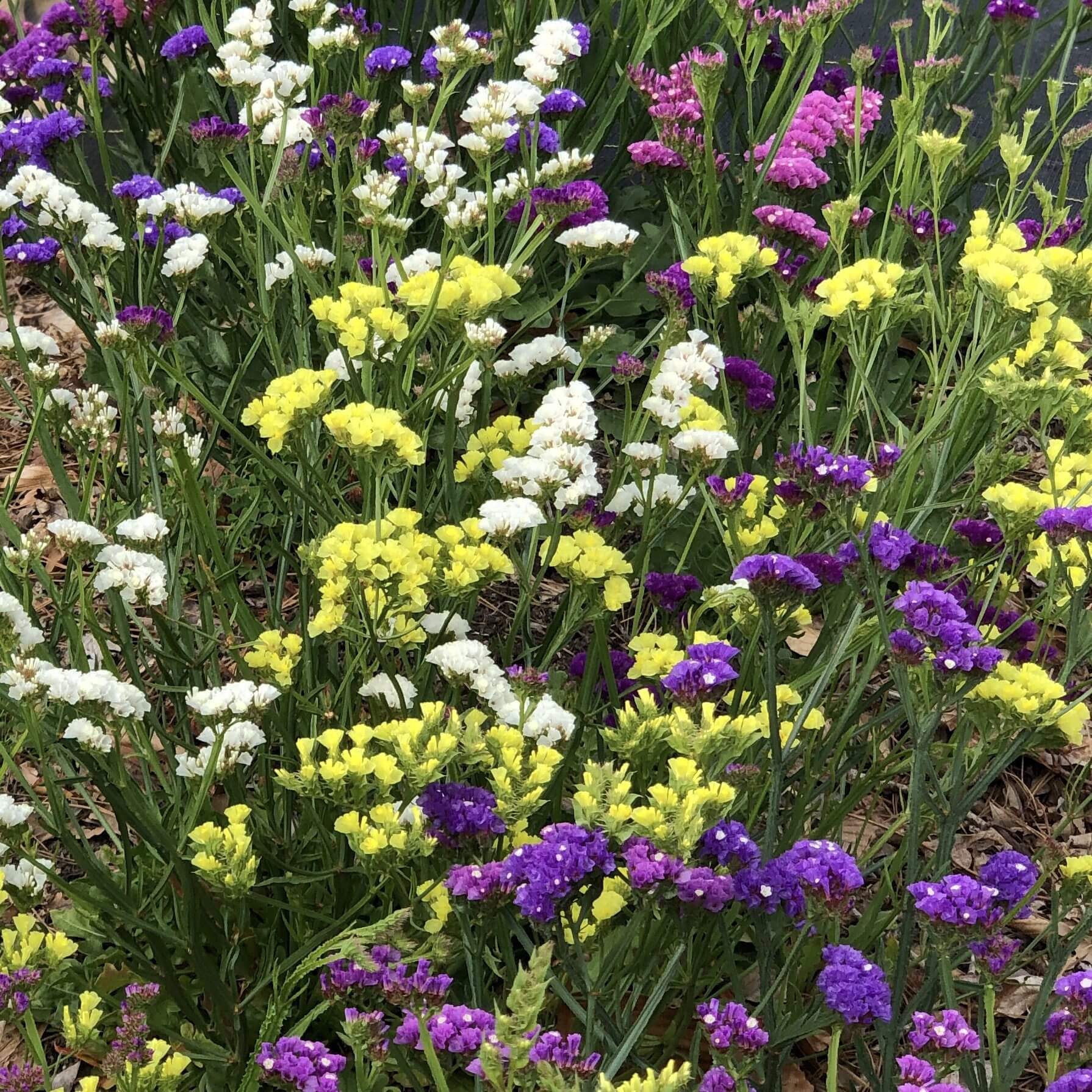 planting statice seeds Statice, Seeker Mix