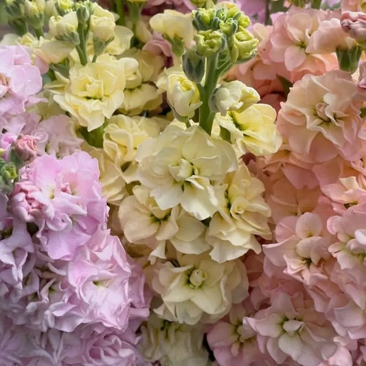 Stock, Iron Pastels Mix