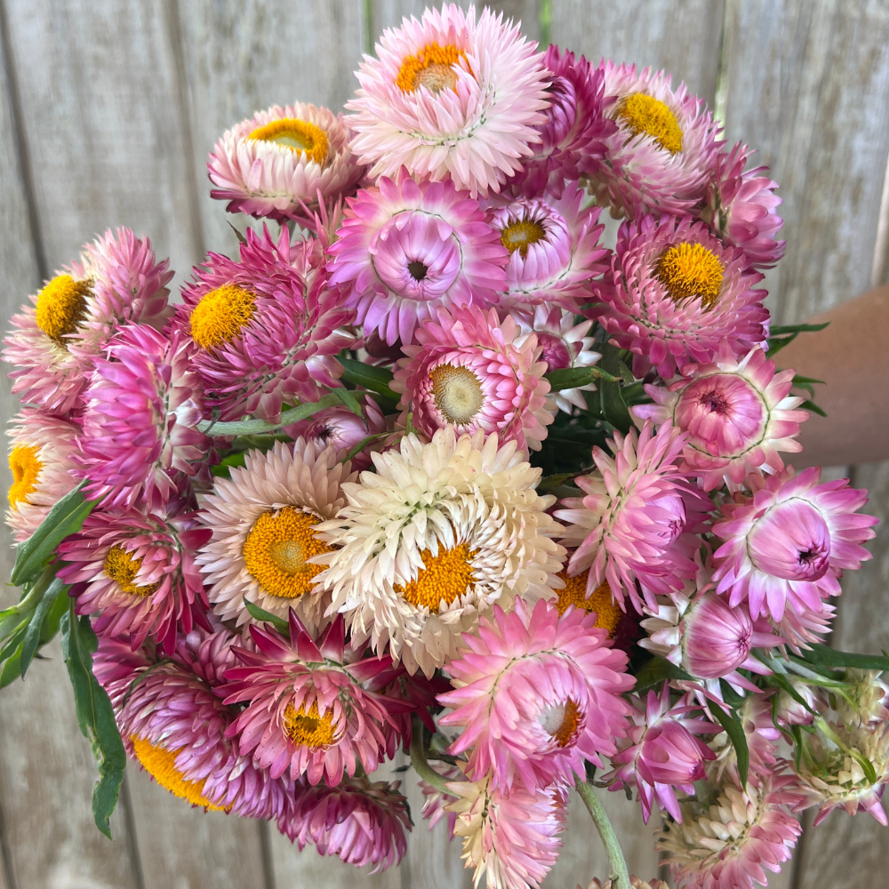 Straw Roses Strawflower, Bright Rose – The Gardener's Workshop