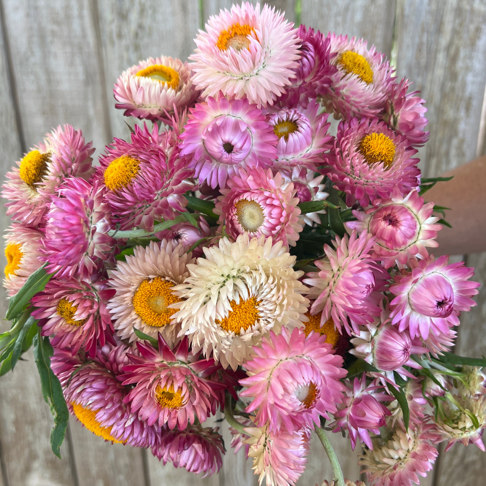 Strawflower, Bright Rose