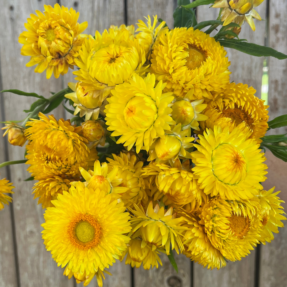 Strawflower, Golden Yellow