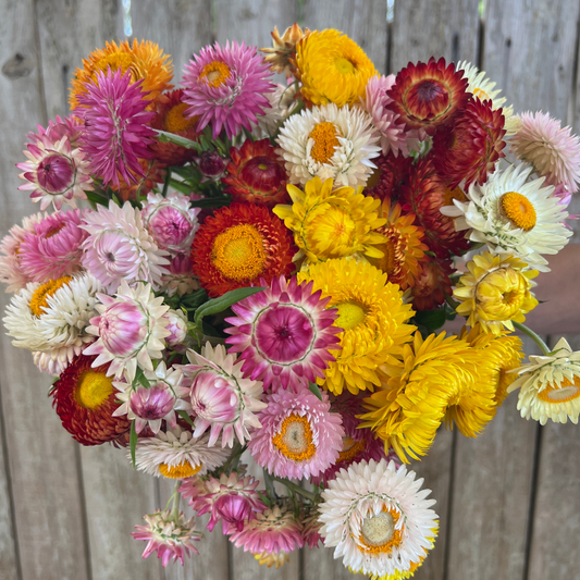 Strawflower, Mix