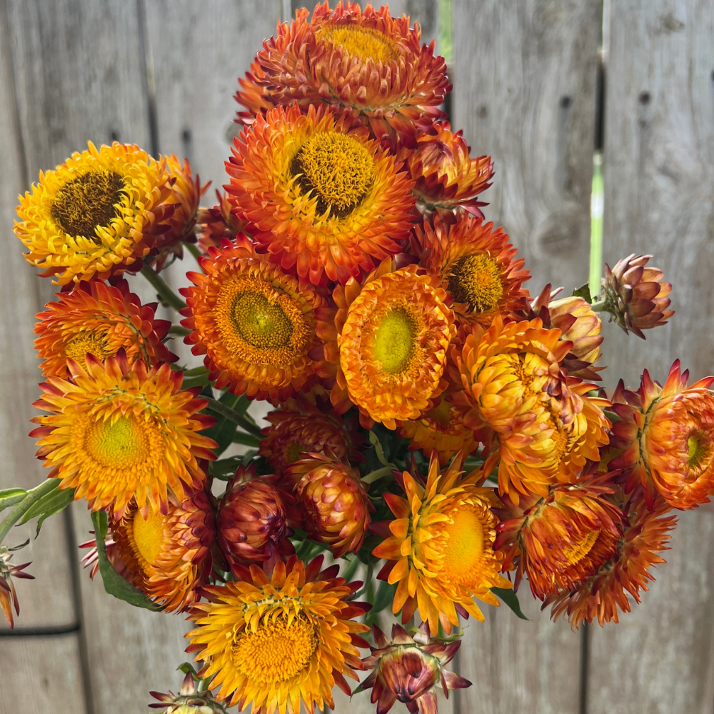 Strawflower, Orange