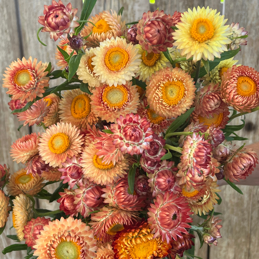 Strawflower, Peach Mix