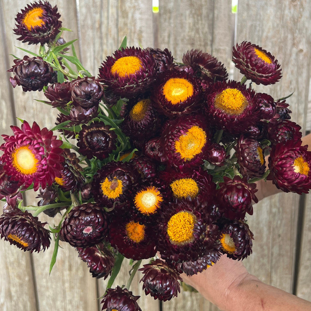 Strawflower, Purple Red