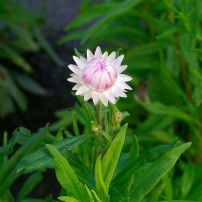 Strawflower, Silvery Rose 600px 72dpi