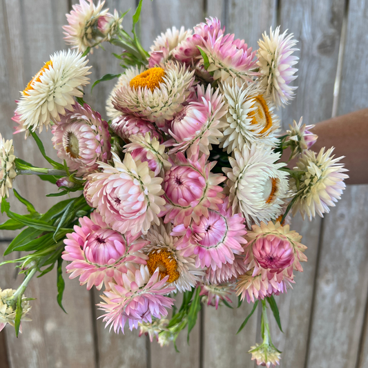 Strawflower, Silvery Rose