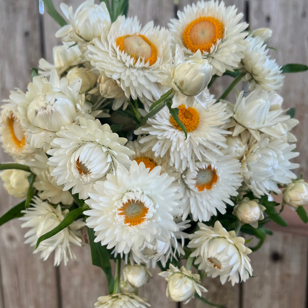 Strawflower, White