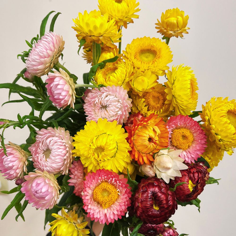 Strawflower, Choice Mix