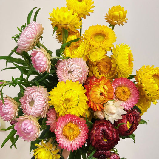 Strawflower, Choice Mix