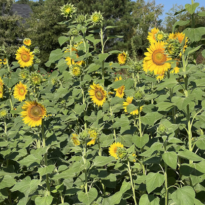 Sun cover crop