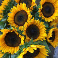 Sunflower-Pro-Cut-Orange-Excel.jpg