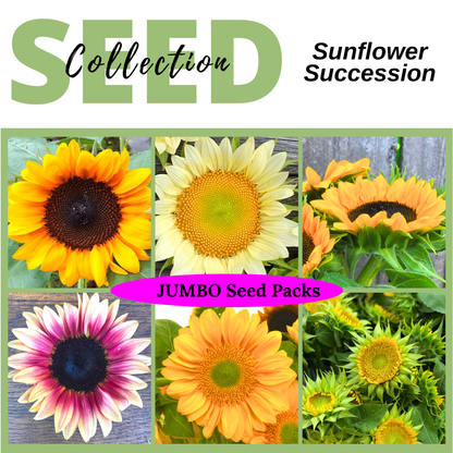 sunflower seeds to plant per acre Sunflower Succession Seed Collection - Seed Starting