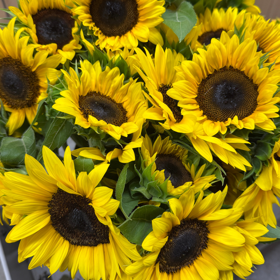 Sunflower, ProCut® Brilliance