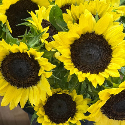Sunflower, ProCut® Lemon