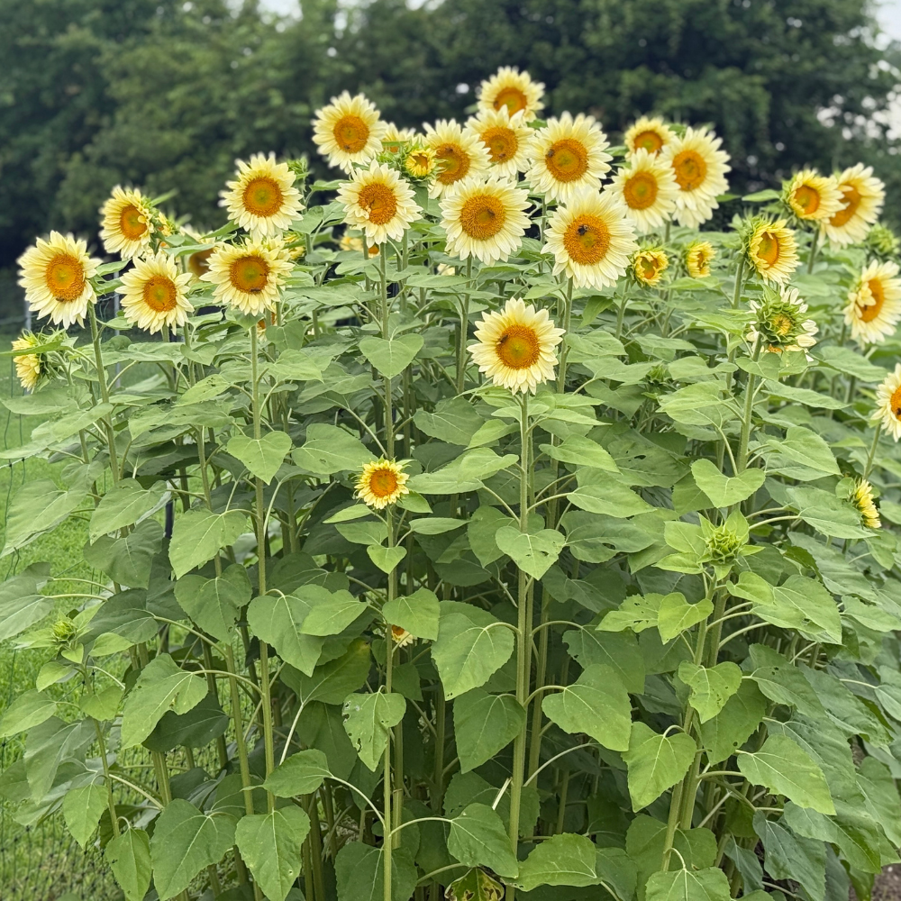 Sunflower, ProCut® White Lite