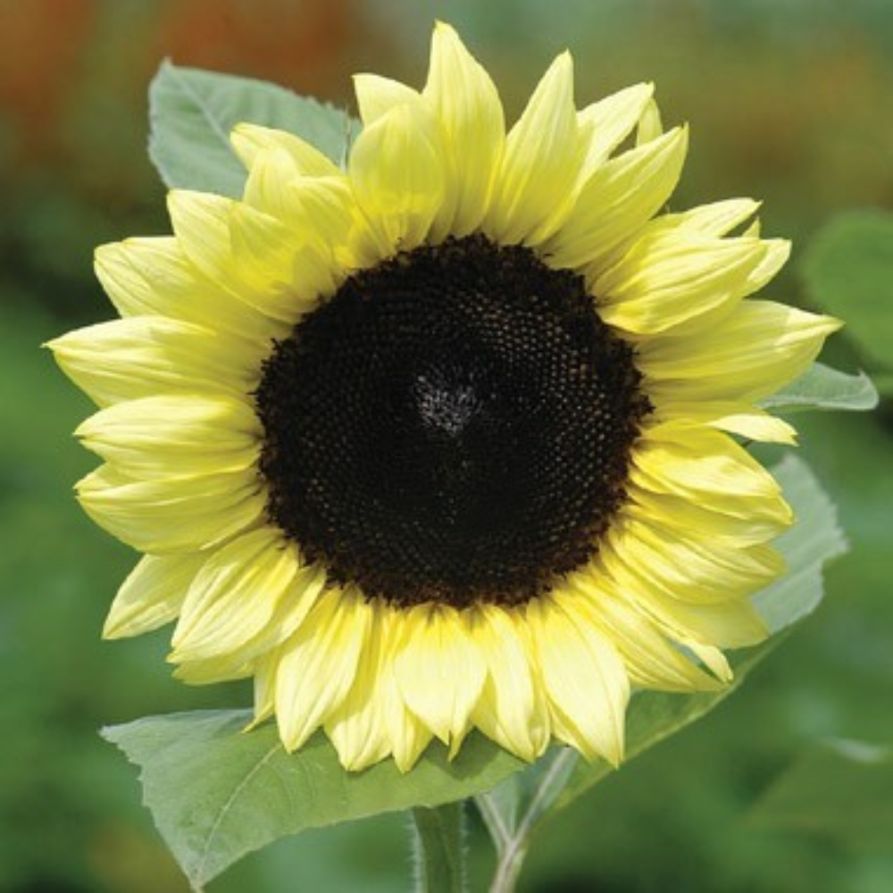 Sunflower, ProCut® Lemon