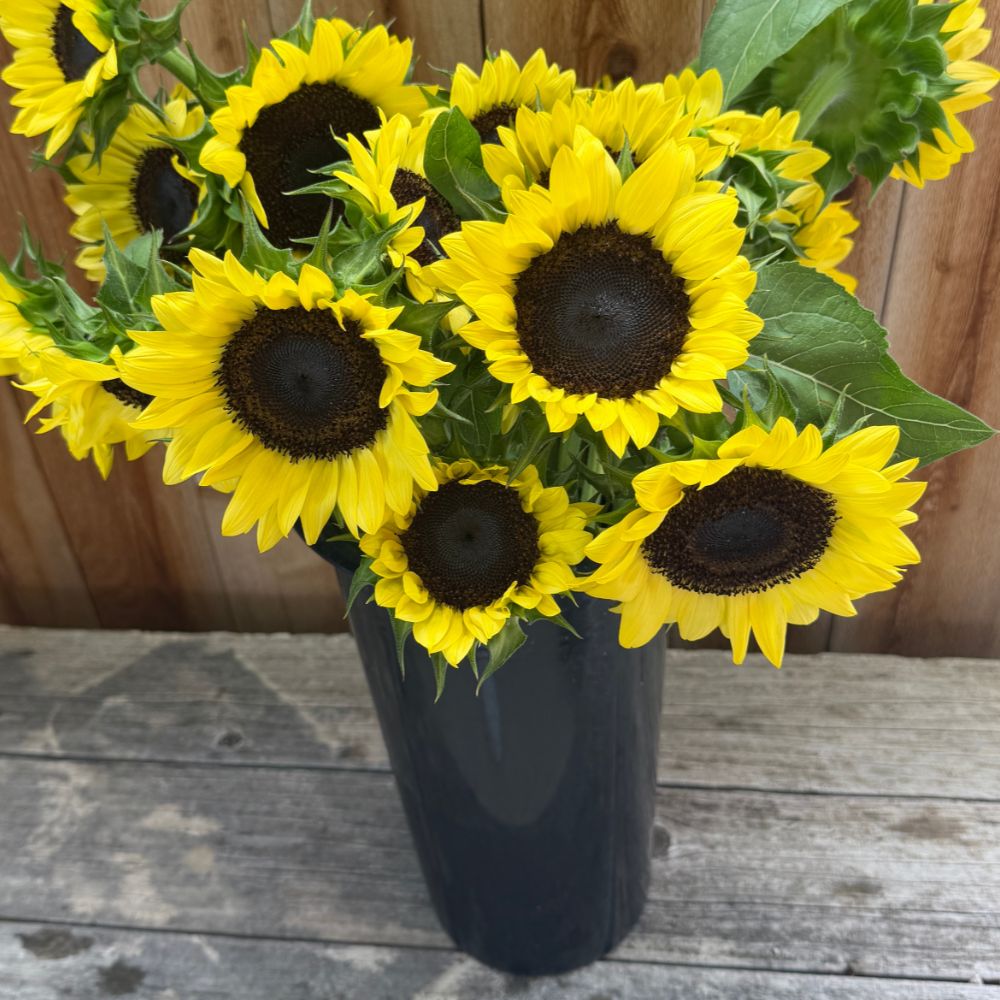 Sunflower, ProCut® Lemon