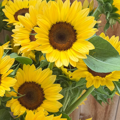 Sunflower, ProCut® Peach