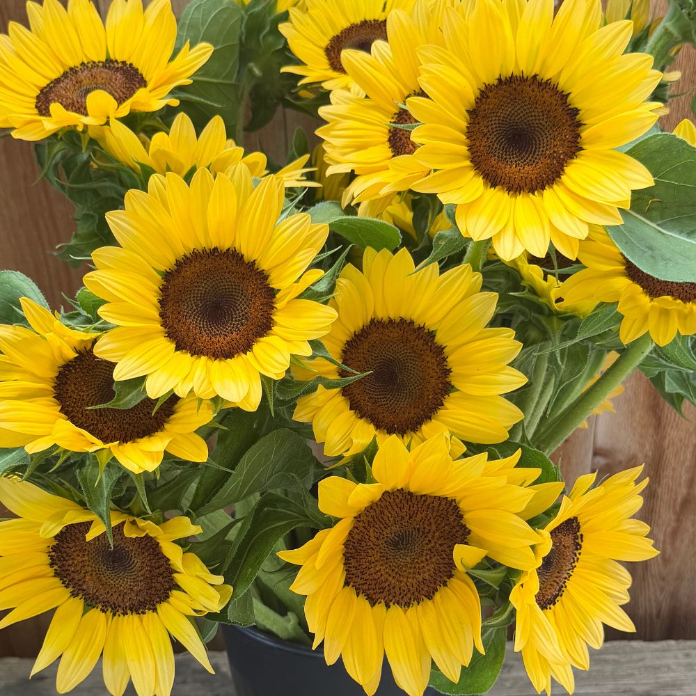 Sunflower, ProCut® Peach