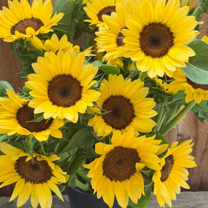 Sunflower, ProCut® Peach