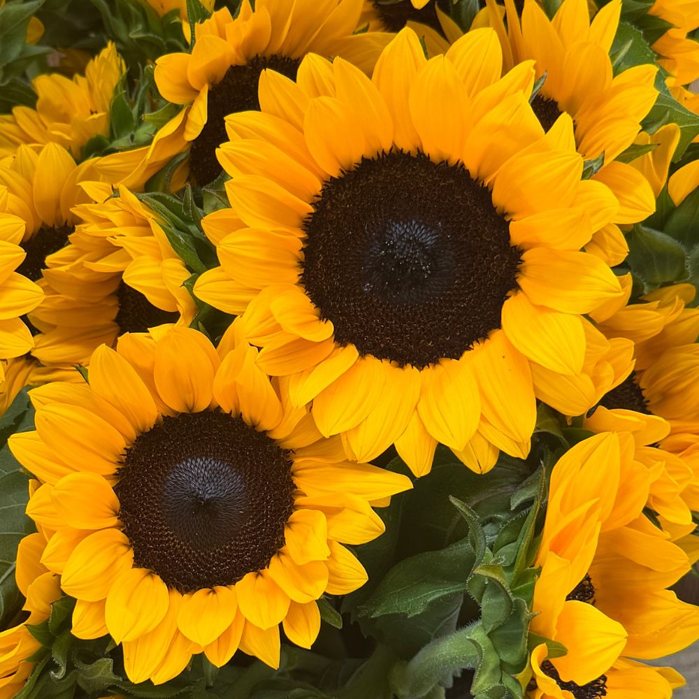 Sunflower, ProCut® Orange Excel