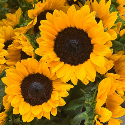 Sunflower, ProCut® Orange Excel