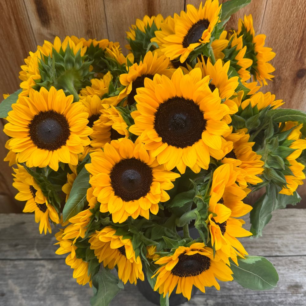 Sunflower, ProCut® Orange Excel