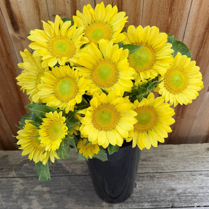 Sunflower, ProCut® Lemon Lite