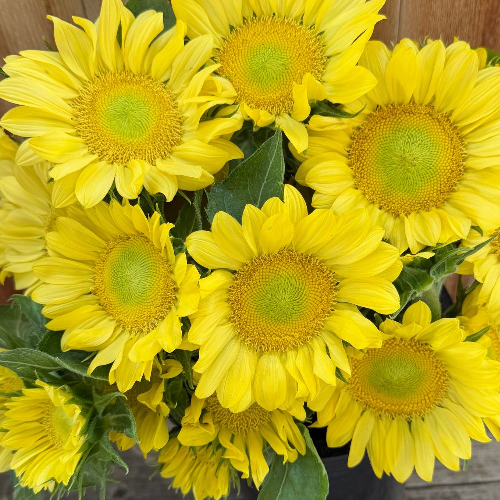 Sunflower, ProCut® Lemon Lite