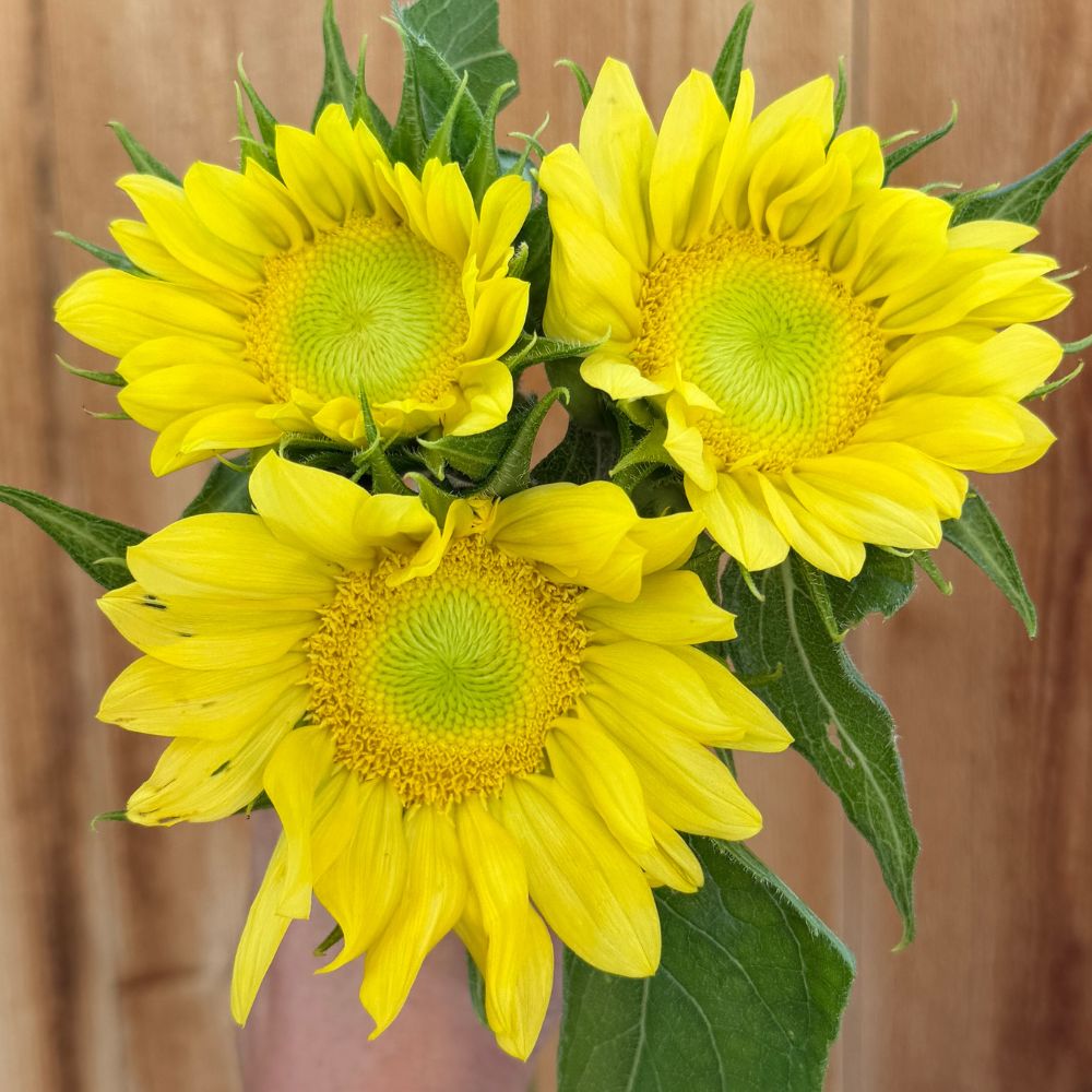 Cut-Flower Sunflower Seeds - The Gardener's Workshop