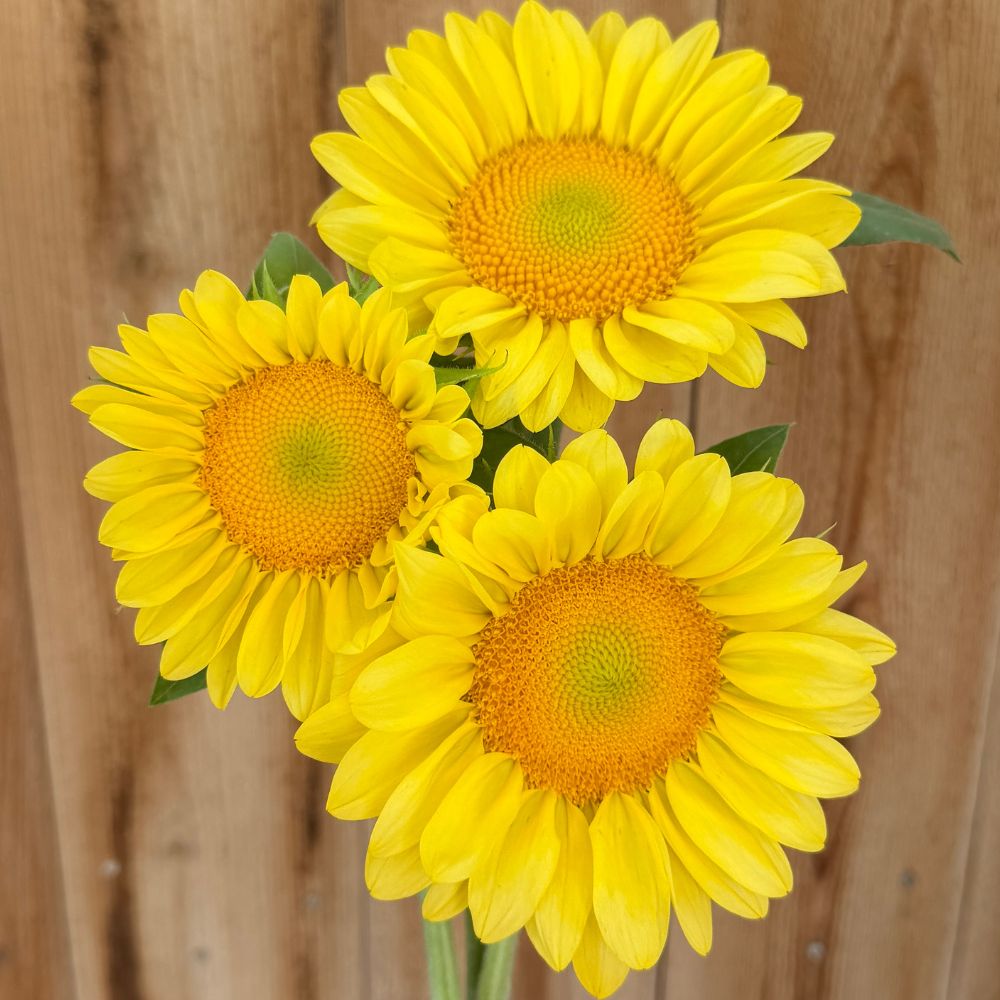 Sunflower, ProCut® Peach Lite