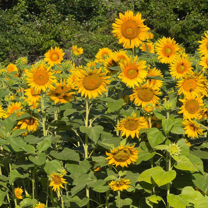Cover Crop Seed, Peredovik Black Sunflower
