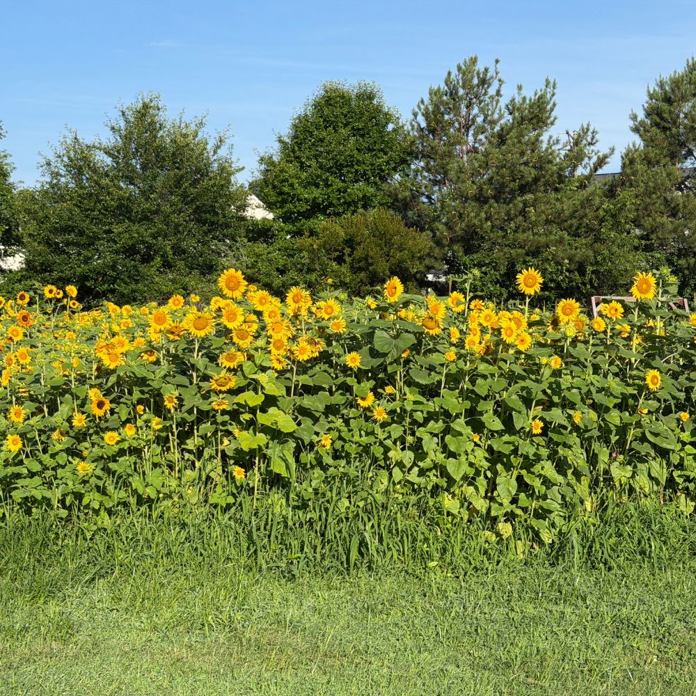 Cover Crop Seed, Peredovik Black Sunflower