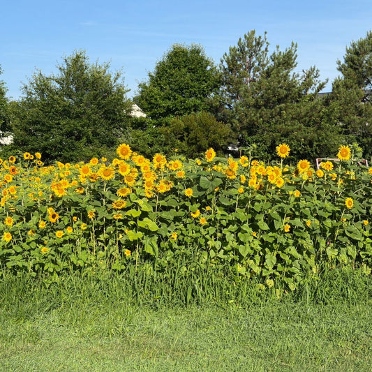 Cover Crop Seed, Peredovik Black Sunflower