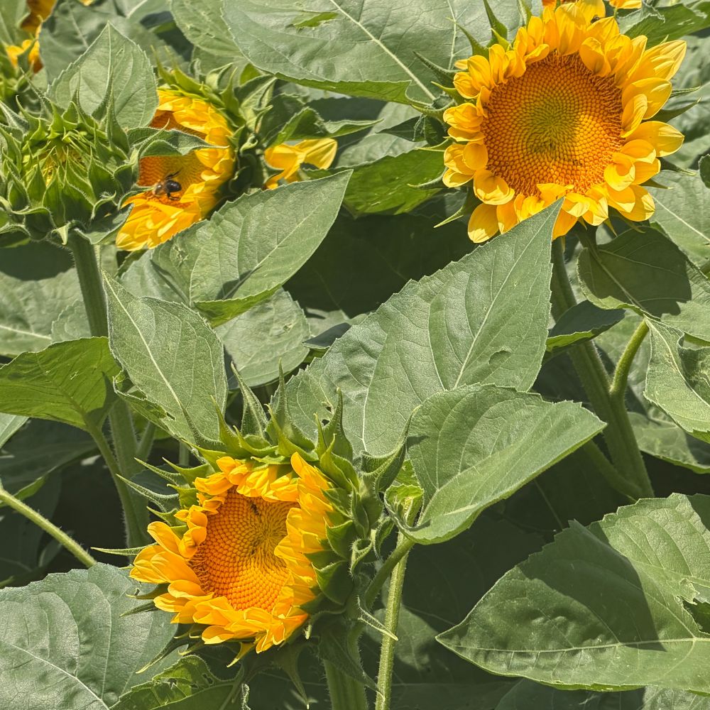 Sunflower, ProCut® Peach Lite