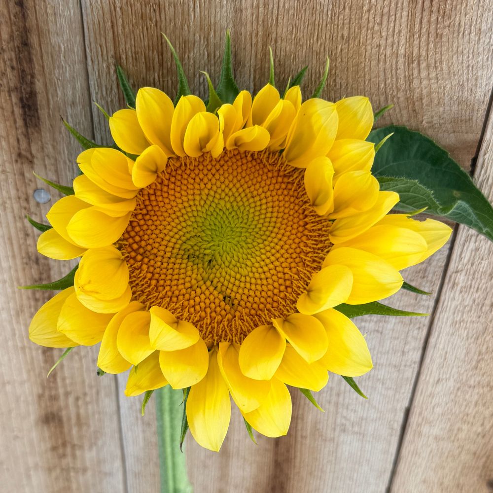 Sunflower, ProCut® Peach Lite