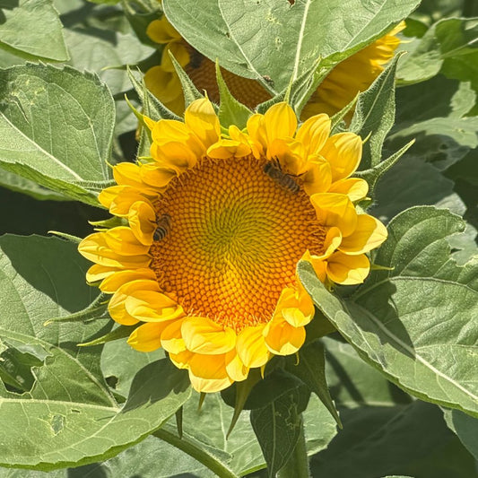 Sunflower, ProCut® Peach Lite