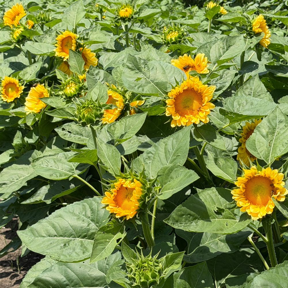Sunflower, ProCut® Peach Lite