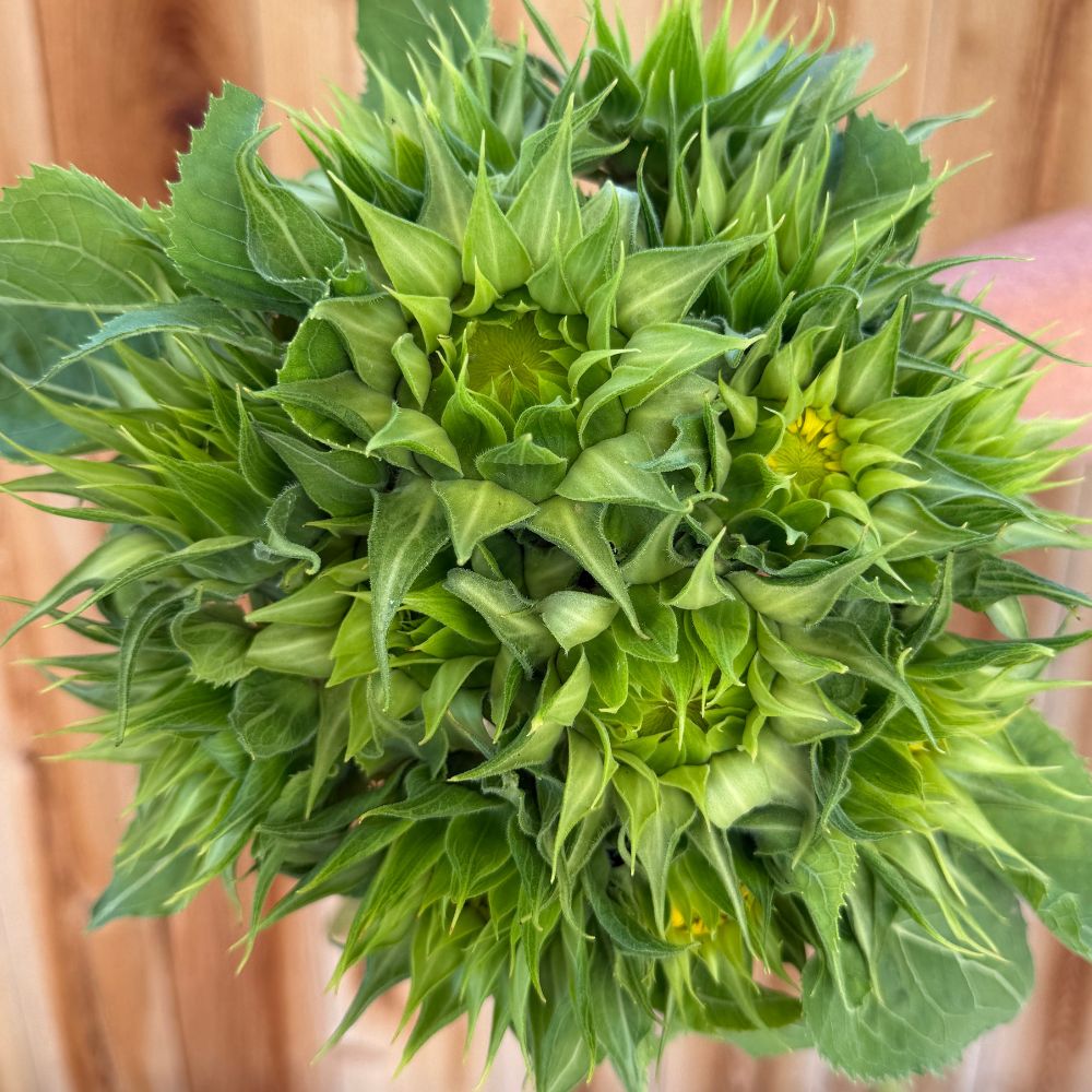 Sunflower, SunFill™ Green
