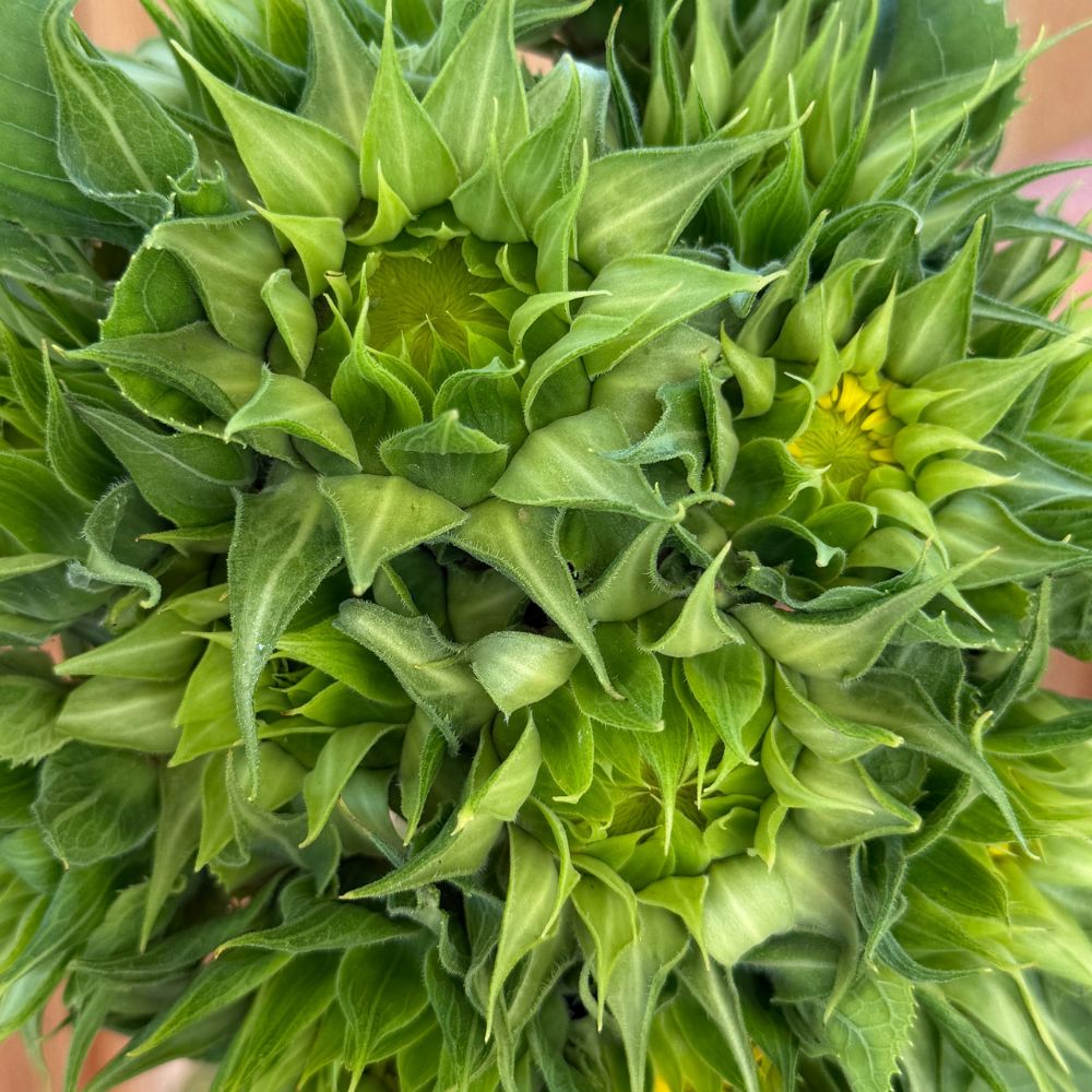 Sunflower, SunFill™ Green