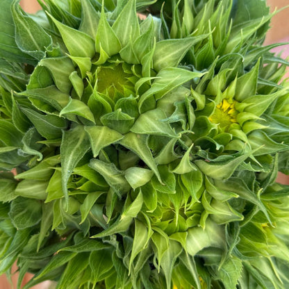 Sunflower, SunFill™ Green