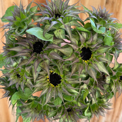 Sunflower, SunFill™ Purple