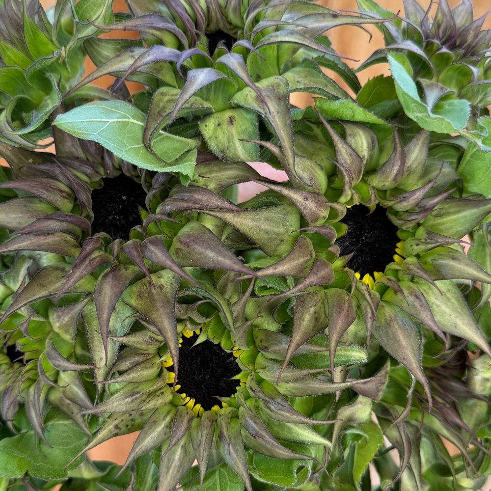 Sunflower, SunFill™ Purple