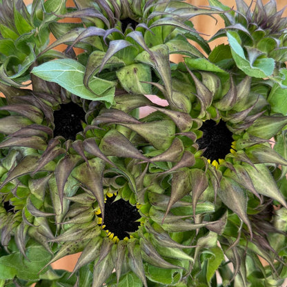Sunflower, SunFill™ Purple