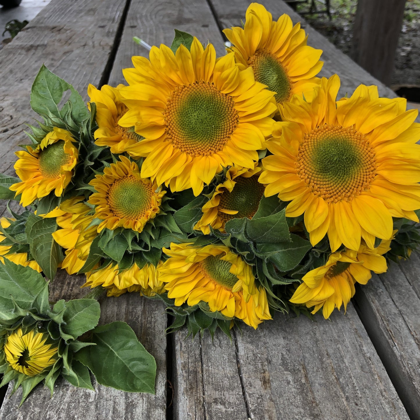 Sunflower, Sunrich Gold