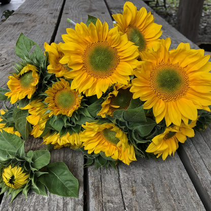 Sunflower, Sunrich Gold